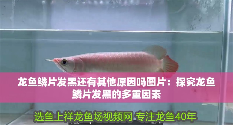 龍魚鱗片發黑還有其他原因嗎圖片：探究龍魚鱗片發黑的多重因素