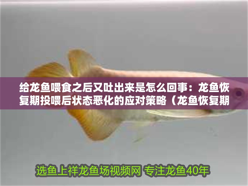 給龍魚喂食之后又吐出來是怎么回事：龍魚恢復期投喂后狀態惡化的應對策略（龍魚恢復期投喂后出現狀態惡化）
