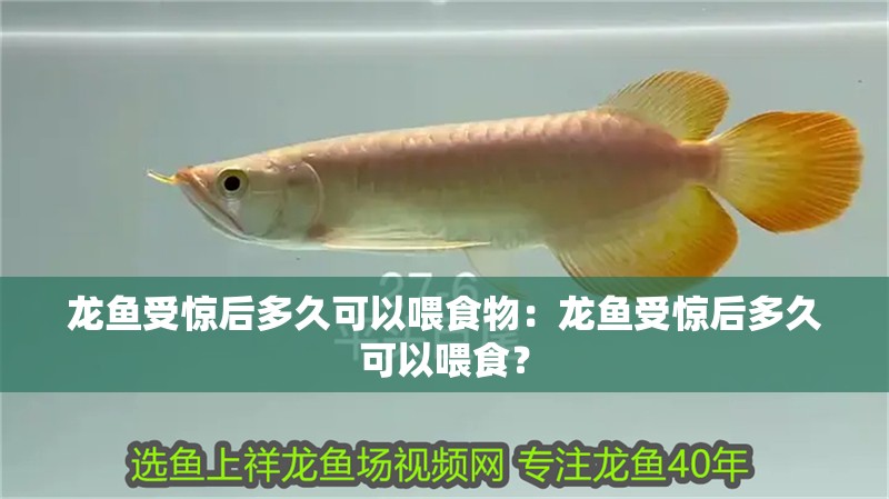 龍魚受驚后多久可以喂食物：龍魚受驚后多久可以喂食？