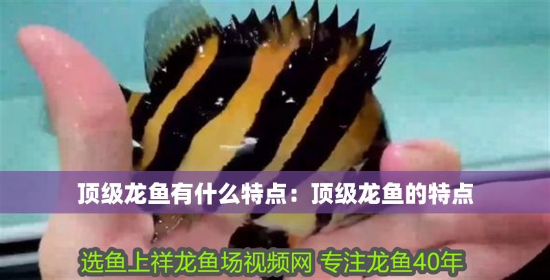 頂級龍魚有什么特點(diǎn)：頂級龍魚的特點(diǎn)