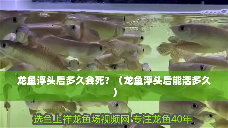 龍魚浮頭后多久會死？（龍魚浮頭后能活多久）