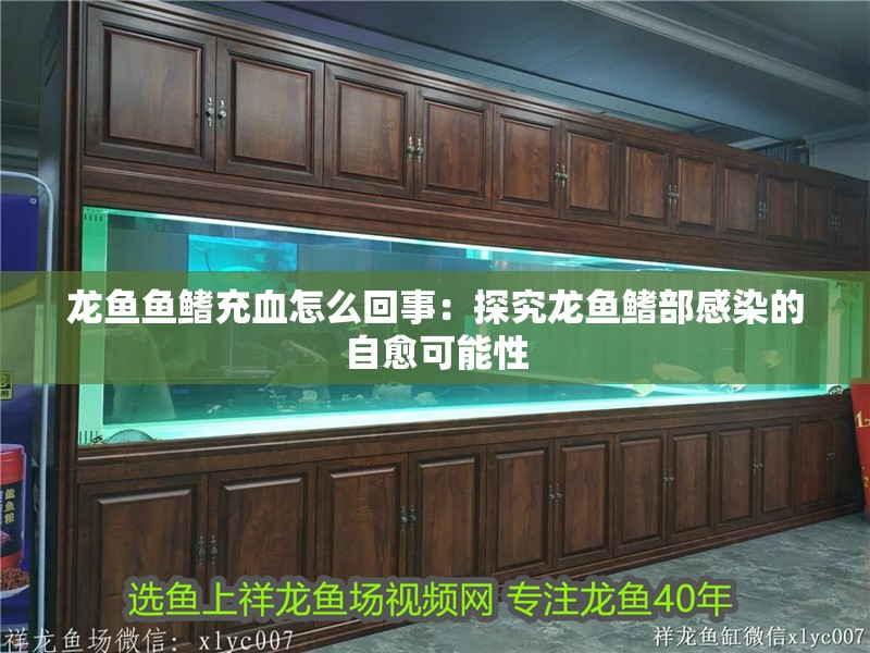 龍魚魚鰭充血怎么回事：探究龍魚鰭部感染的自愈可能性