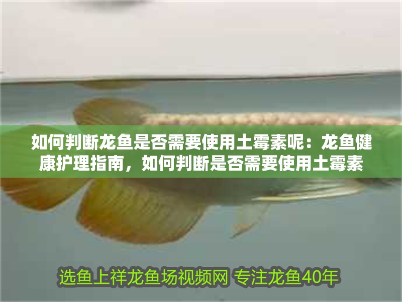 如何判斷龍魚是否需要使用土霉素呢：龍魚健康護理指南，如何判斷是否需要使用土霉素