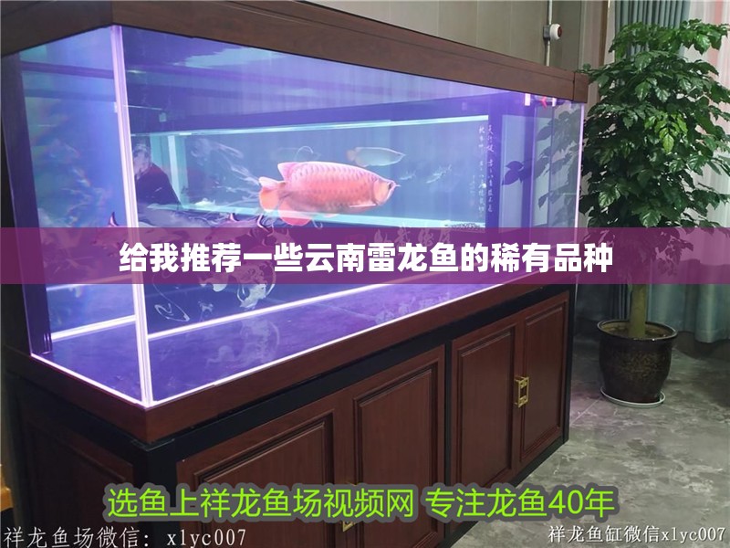 給我推薦一些<strong><mark>云南</mark></strong>雷龍魚的稀有品種