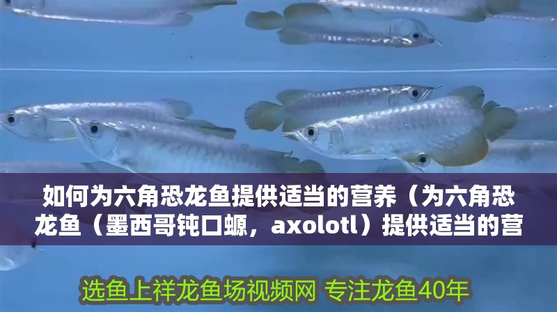 如何為六角恐龍魚提供適當的營養（為六角恐龍魚（墨西哥鈍口螈，axolotl）提供適當的營養需要注意其食性、生長階段和健康狀況）