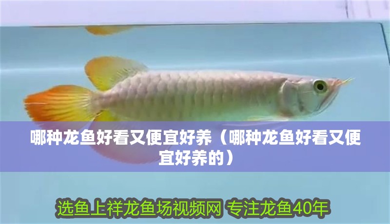 哪種龍魚好看又便宜好養（哪種龍魚好看又便宜好養的）