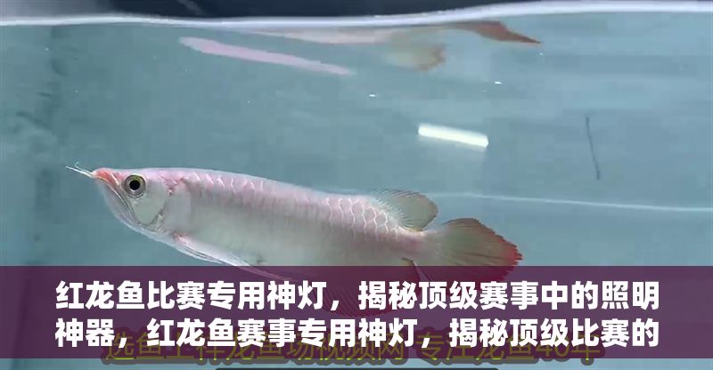 紅龍魚比賽專用神燈，揭秘頂級賽事中的照明神器，紅龍魚賽事專用神燈，揭秘頂級比賽的照明科技奧秘
