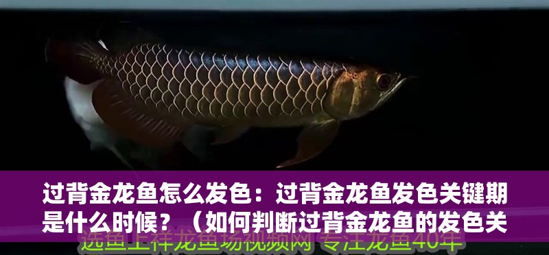 過背金龍魚怎么發色：過背金龍魚發色關鍵期是什么時候？（如何判斷過背金龍魚的發色關鍵期）