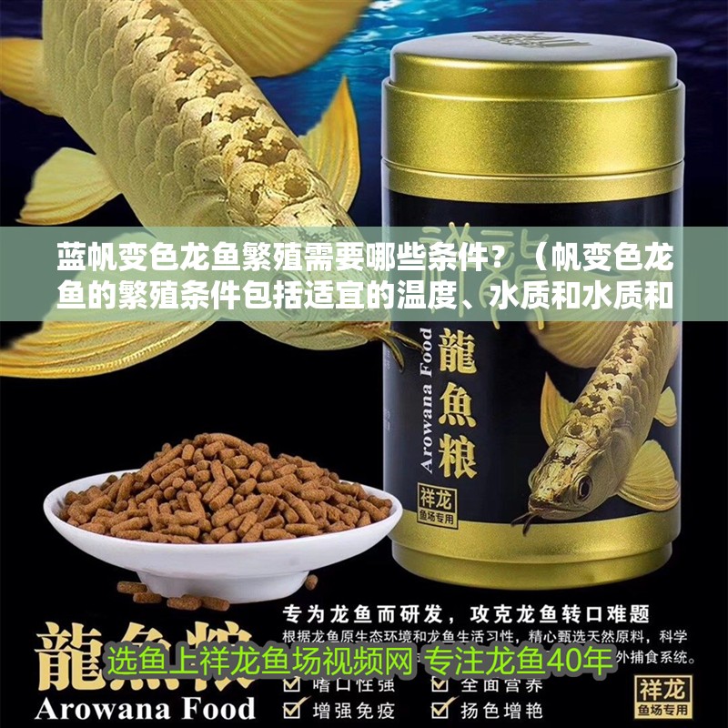 藍帆變色龍魚繁殖需要哪些條件？（帆變色龍魚的繁殖條件包括適宜的溫度、水質和水質和光照） 藍帆變色龍魚繁殖需要哪些條件？（帆變色龍魚的繁殖條件包括適宜的溫度、水質和水質和光照） 龍魚百科