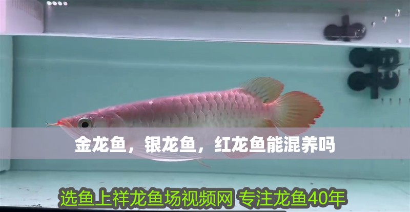 魚缸用增氧泵價(jià)格是多少:魚缸增氧機(jī)-xtrac增氧機(jī)-xtrac增氧機(jī) 金龍魚,銀龍魚,紅龍魚能混養(yǎng)嗎 銀龍魚百科 金龍魚,銀龍魚,紅龍魚能混養(yǎng)嗎 金龍魚,銀龍魚,紅龍魚能混養(yǎng)嗎 銀龍魚百科