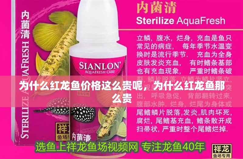 為什么紅龍魚價(jià)格這么貴呢，為什么紅龍魚那么貴
