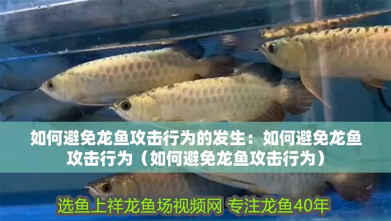 如何避免龍魚攻擊行為的發生：如何避免龍魚攻擊行為（如何避免龍魚攻擊行為）