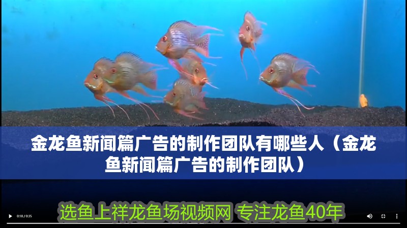 金龍魚新聞篇廣告的制作團隊有哪些人（金龍魚新聞篇廣告的制作團隊）