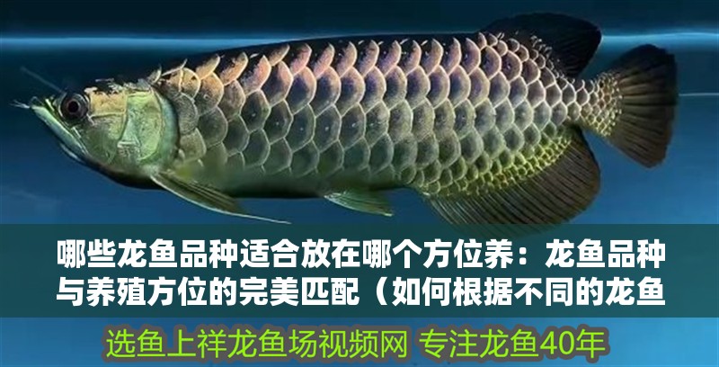 哪些龍魚(yú)品種適合放在哪個(gè)方位養(yǎng)：龍魚(yú)品種與養(yǎng)殖方位的完美匹配（如何根據(jù)不同的龍魚(yú)品種選擇適合的養(yǎng)殖位置）