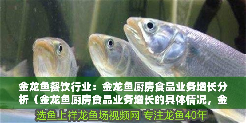 金龍魚餐飲行業：金龍魚廚房食品業務增長分析（金龍魚廚房食品業務增長的具體情況，金龍魚廚房食品業務增長概況） 金龍魚餐飲行業：金龍魚廚房食品業務增長分析（金龍魚廚房食品業務增長的具體情況，金龍魚廚房食品業務增長概況） 水族問答