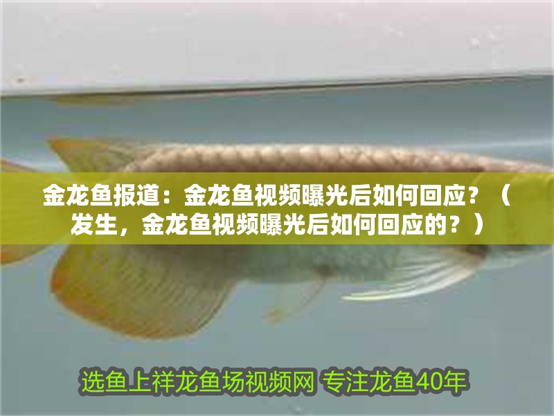 金龍魚報道：金龍魚視頻曝光后如何回應？（發生，金龍魚視頻曝光后如何回應的？）