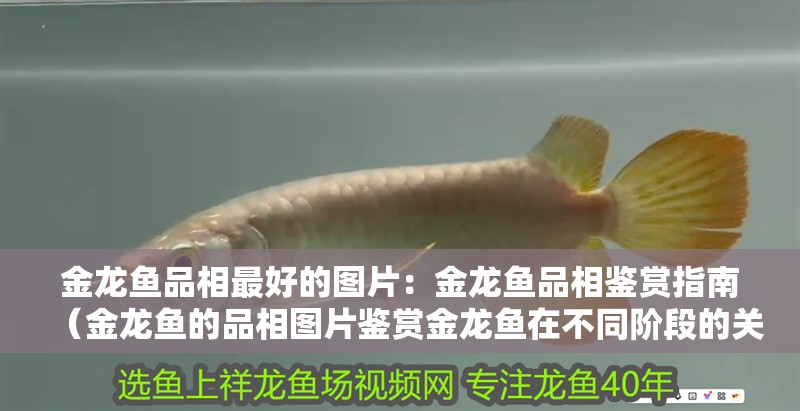 新到家的小虎魚 金龍魚品相最好的圖片:金龍魚品相鑒賞指南(金龍魚的品相圖片鑒賞金龍魚在不同階段的關鍵點需要注意) 水族問答 金龍魚品相最好的圖片:金龍魚品相鑒賞指南(金龍魚的品相圖片鑒賞金龍魚在不同階段的關鍵點需要注意) 金龍魚品相最好的圖片:金龍魚品相鑒賞指南(金龍魚的品相圖片鑒賞金龍魚在不同階段的關鍵點需要注意) 水族問答