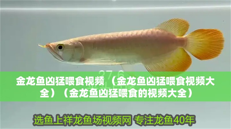 金龍魚兇猛喂食視頻 （金龍魚兇猛喂食視頻大全）（金龍魚兇猛喂食的視頻大全）