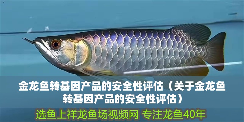 金龍魚轉基因產品的安全性評估（關于金龍魚轉基因產品的安全性評估）