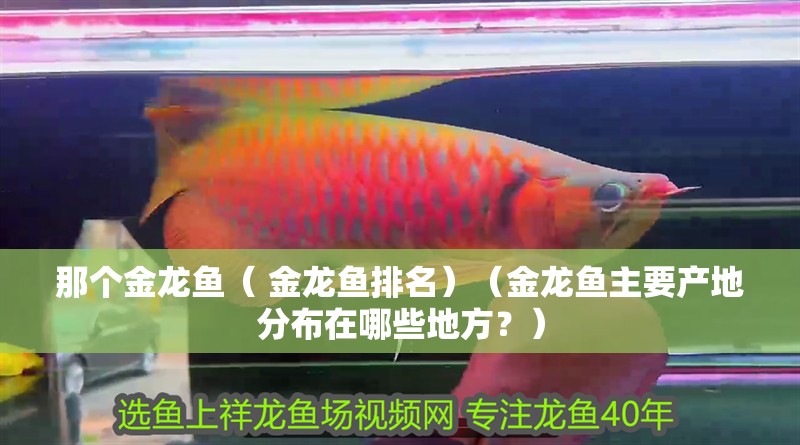 那個金龍魚（ 金龍魚排名）（金龍魚主要產地分布在哪些地方？） 那個金龍魚（ 金龍魚排名）（金龍魚主要產地分布在哪些地方？） 觀賞魚百科