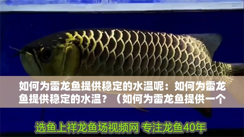 如何為雷龍魚提供穩定的水溫呢：如何為雷龍魚提供穩定的水溫？（如何為雷龍魚提供一個穩定的水溫）