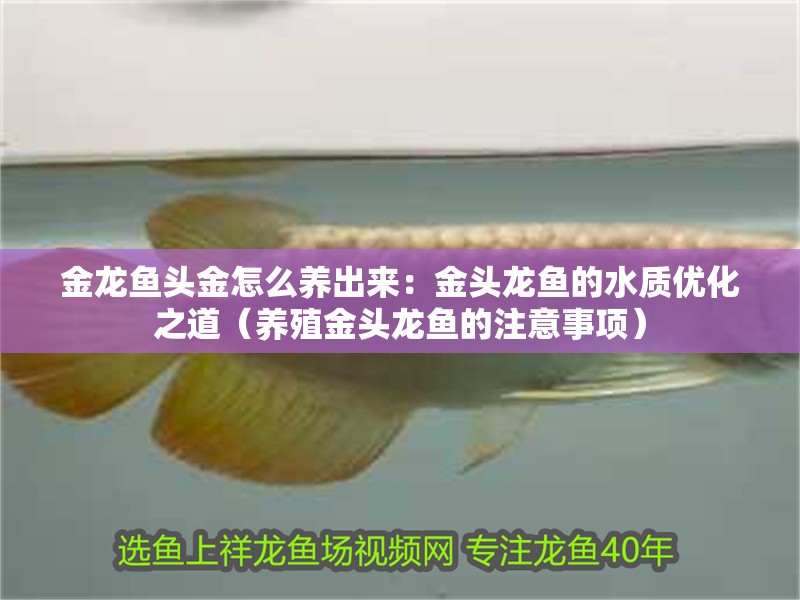 金龍魚頭金怎么養出來：金頭龍魚的水質優化之道（養殖金頭龍魚的注意事項）