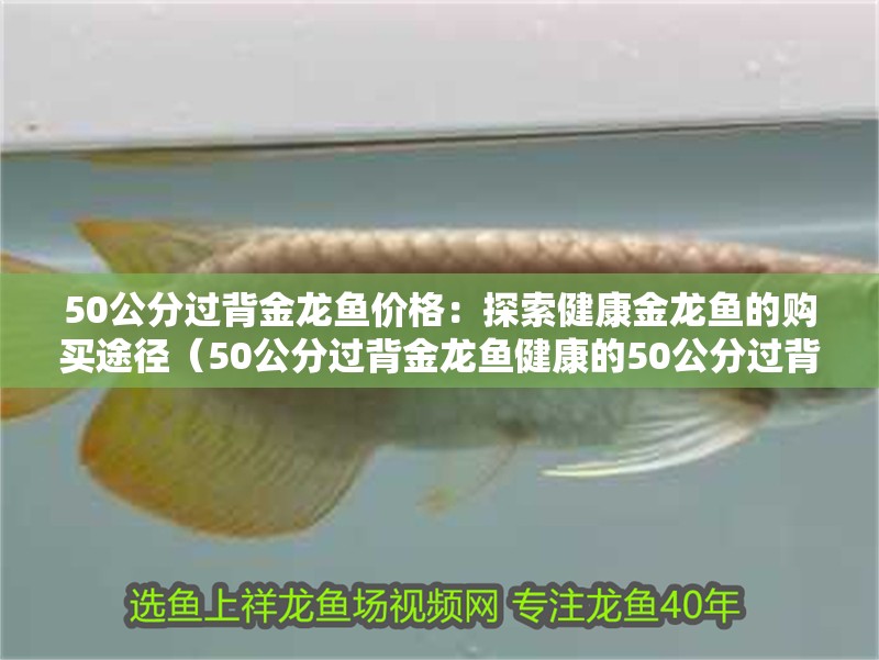 50公分過(guò)背金龍魚(yú)價(jià)格：探索健康金龍魚(yú)的購(gòu)買途徑（50公分過(guò)背金龍魚(yú)健康的50公分過(guò)背金龍魚(yú)是一個(gè)難題）