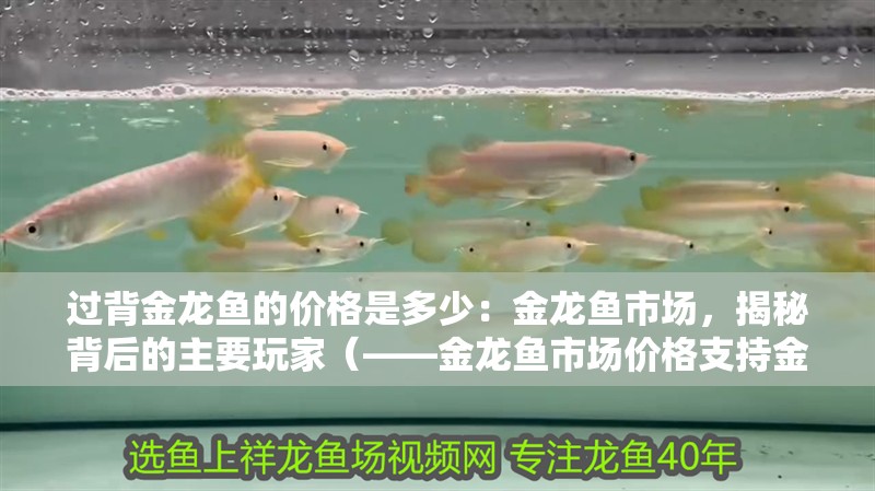 過背金龍魚的價格是多少：金龍魚市場，揭秘背后的主要玩家（——金龍魚市場價格支持金龍魚市場）