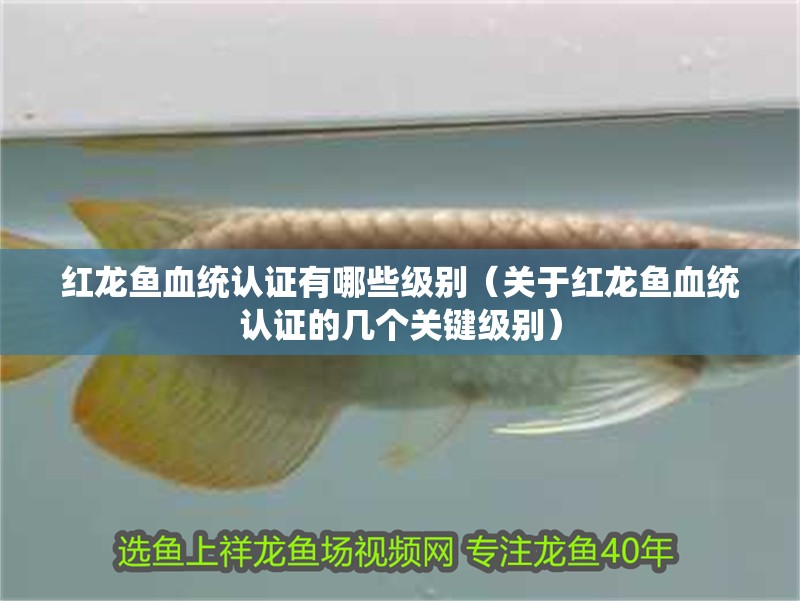 紅龍魚血統(tǒng)認證有哪些級別（關于紅龍魚血統(tǒng)認證的幾個關鍵級別）