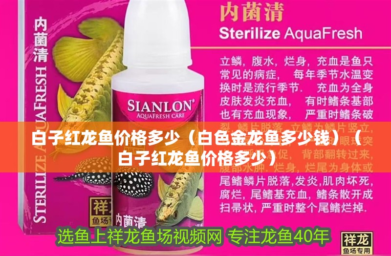 白子紅龍魚價(jià)格多少（白色金龍魚多少錢）（白子紅龍魚價(jià)格多少）