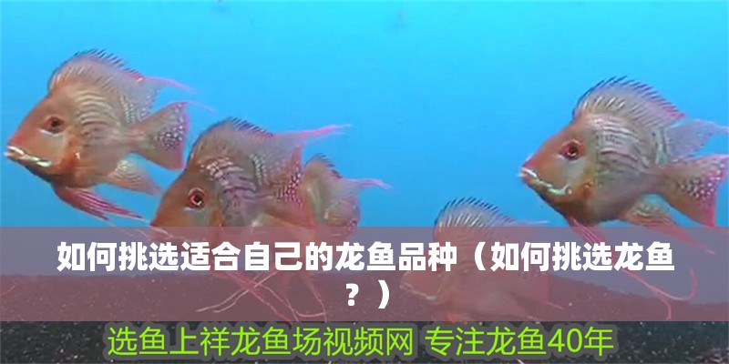 如何挑選適合自己的龍魚品種（如何挑選龍魚？）