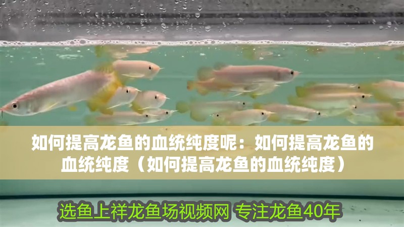 如何提高龍魚的血統純度呢：如何提高龍魚的血統純度（如何提高龍魚的血統純度）