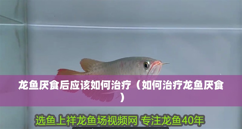 龍魚厭食后應該如何治療（如何治療龍魚厭食） 龍魚厭食后應該如何治療（如何治療龍魚厭食） 龍魚百科