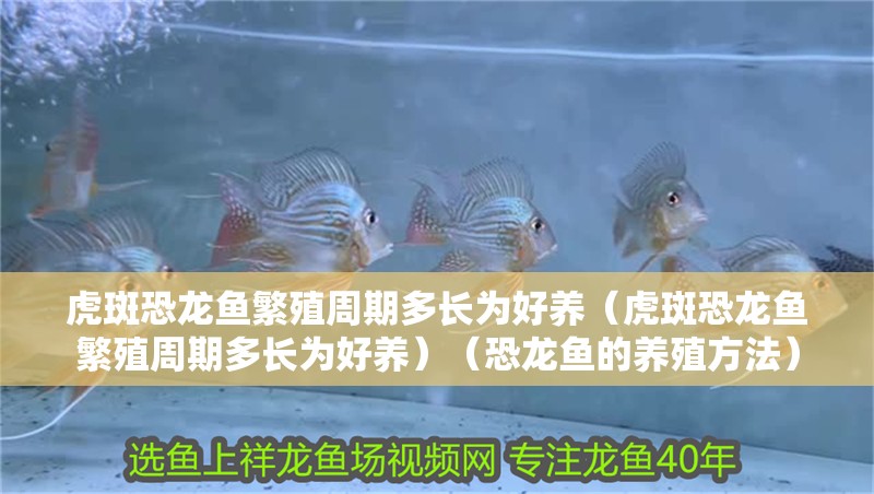 虎斑恐龍魚繁殖周期多長(zhǎng)為好養(yǎng)（虎斑恐龍魚繁殖周期多長(zhǎng)為好養(yǎng)）（恐龍魚的養(yǎng)殖方法） 虎斑恐龍魚繁殖周期多長(zhǎng)為好養(yǎng)（虎斑恐龍魚繁殖周期多長(zhǎng)為好養(yǎng)）（恐龍魚的養(yǎng)殖方法） 觀賞魚百科