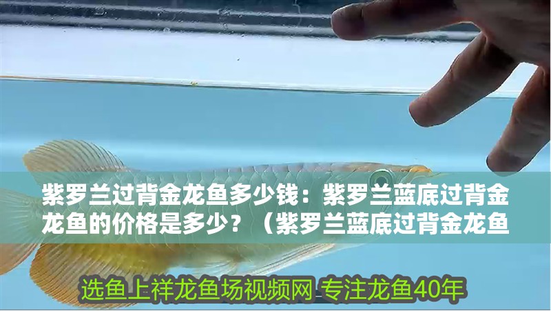 紫羅蘭過背金龍魚多少錢：紫羅蘭藍(lán)底過背金龍魚的價(jià)格是多少？（紫羅蘭藍(lán)底過背金龍魚價(jià)格及其購(gòu)買注意事項(xiàng)及注意事項(xiàng)） 紫羅蘭過背金龍魚多少錢：紫羅蘭藍(lán)底過背金龍魚的價(jià)格是多少？（紫羅蘭藍(lán)底過背金龍魚價(jià)格及其購(gòu)買注意事項(xiàng)及注意事項(xiàng)） 水族問答
