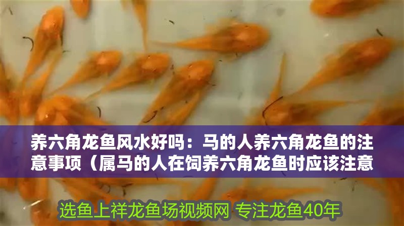 養六角龍魚風水好嗎：馬的人養六角龍魚的注意事項（屬馬的人在飼養六角龍魚時應該注意哪些事項？）