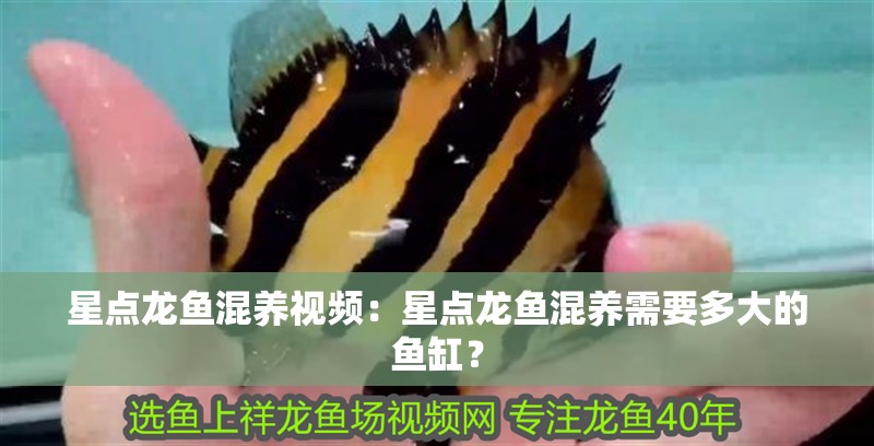 星點龍魚混養視頻：星點龍魚混養需要多大的魚缸？ 星點龍魚混養視頻：星點龍魚混養需要多大的魚缸？ 水族問答