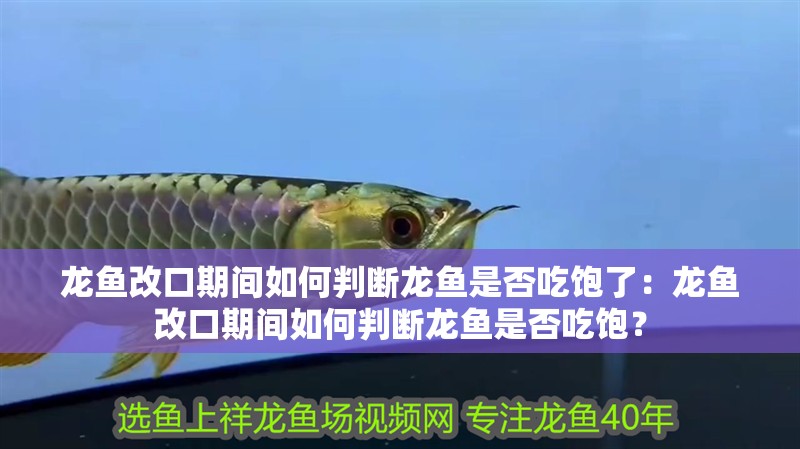 龍魚改口期間如何判斷龍魚是否吃飽了：龍魚改口期間如何判斷龍魚是否吃飽？