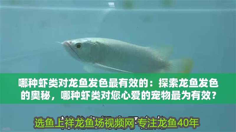 哪種蝦類對龍魚發(fā)色最有效的：探索龍魚發(fā)色的奧秘，哪種蝦類對您心愛的寵物最為有效？
