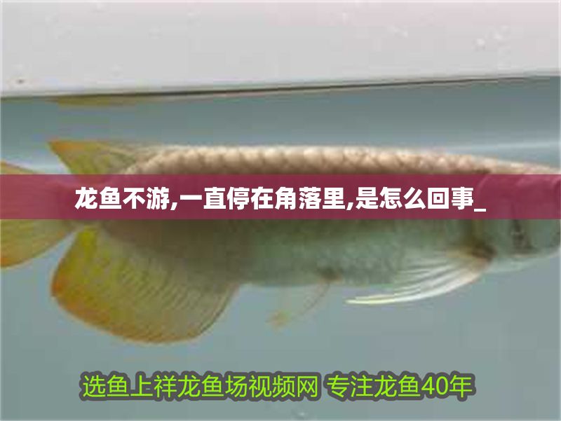 龍魚不游,一直停在角落里,是怎么回事_