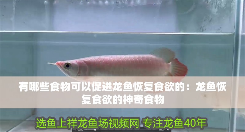 有哪些食物可以促進(jìn)龍魚恢復(fù)食欲的：龍魚恢復(fù)食欲的神奇食物