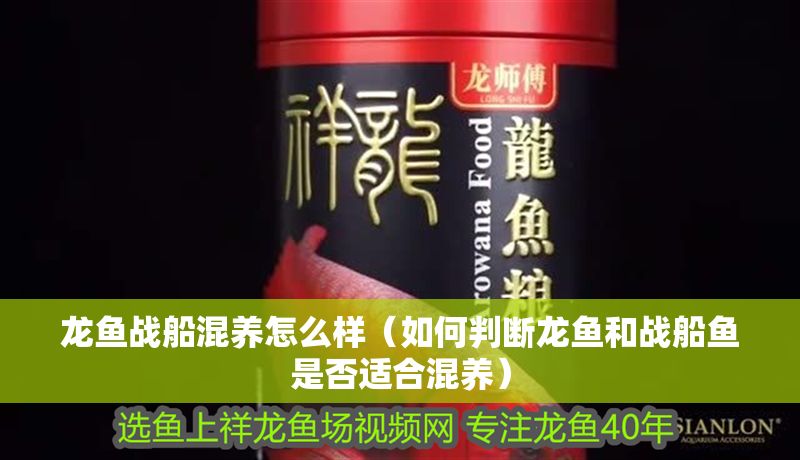 龍魚戰船混養怎么樣（如何判斷龍魚和戰船魚是否適合混養）