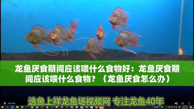 龍魚厭食期間應該喂什么食物好：龍魚厭食期間應該喂什么食物？（龍魚厭食怎么辦）