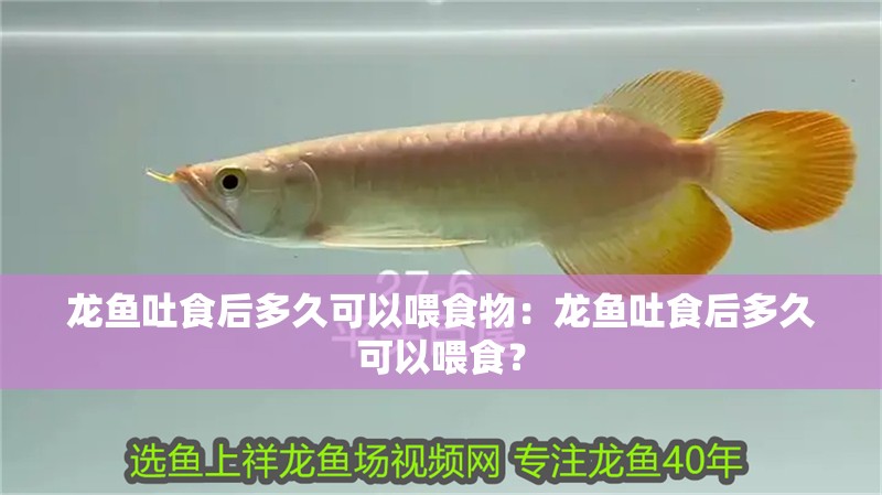 龍魚吐食后多久可以喂食物：龍魚吐食后多久可以喂食？