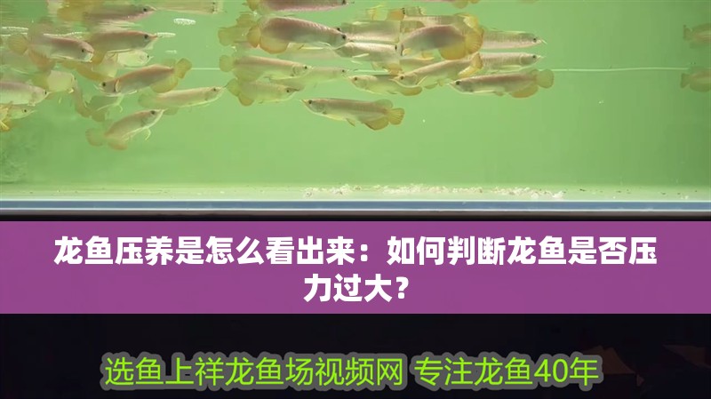 龍魚壓養(yǎng)是怎么看出來：如何判斷龍魚是否壓力過大？