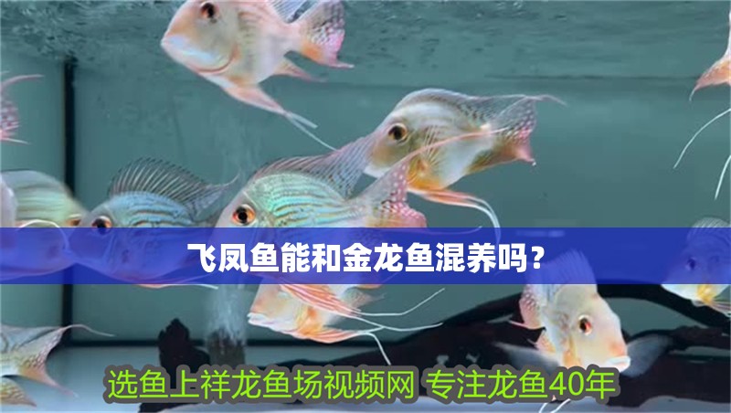 飛鳳魚能和金龍魚混養嗎？ 飛鳳魚能和金龍魚混養嗎？ 觀賞魚百科