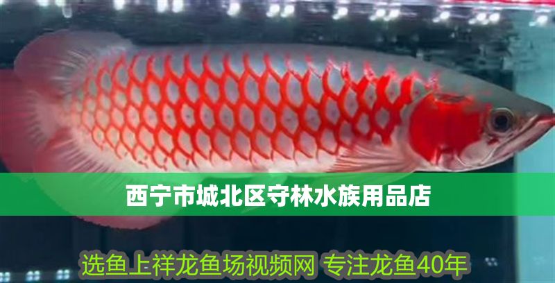 西寧市<strong><mark>城北</mark></strong>區守林水族用品店