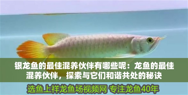 銀龍魚的最佳混養(yǎng)伙伴有哪些呢：龍魚的最佳混養(yǎng)伙伴，探索與它們和諧共處的秘訣