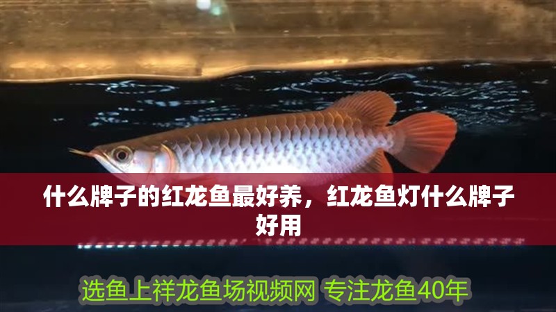 什么牌子的紅龍魚最好養(yǎng)，紅龍魚燈什么牌子好用