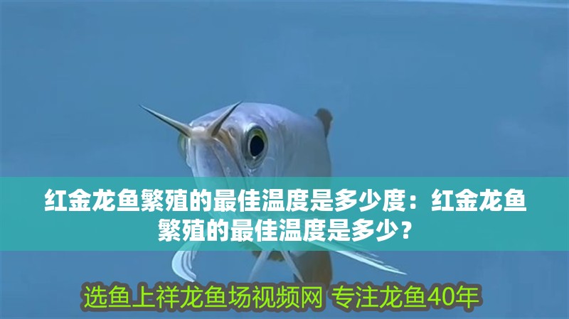 紅金龍魚繁殖的最佳溫度是多少度：紅金龍魚繁殖的最佳溫度是多少？